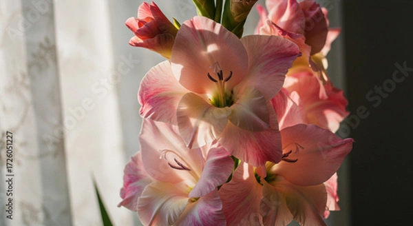 Fototapeta Delicate blush gladioli bathed in sunlight near a sheer curtain, their petals unfolding in gentle grace.