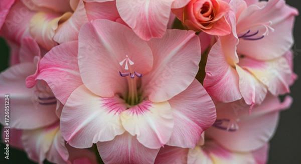 Fototapeta Delicate blush pink gladiolus blossoms, a breathtaking bouquet exuding gentle beauty and soft elegance with a close-up perspective and shallow depth of field.