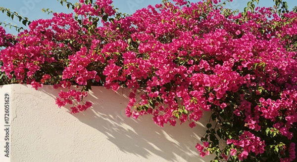 Fototapeta A vibrant bougainvillea explosion adorns a sun-drenched white wall, a breathtaking display of fuchsia flowers cascading in a summery scene under bright sunlight.