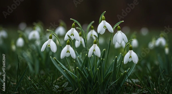 Fototapeta Delicate snowdrops emerge, whispering spring's arrival in a field of soft green, bathed in gentle light.