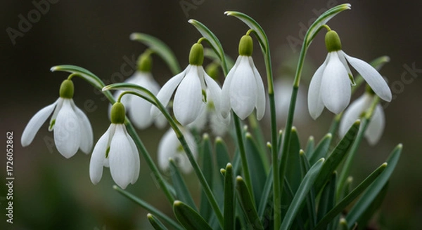 Fototapeta Delicate snowdrops bowing their heads in a serene springtime cluster, showcasing their pristine white petals and vibrant green stems against a softly blurred background.