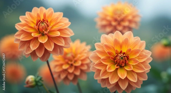Fototapeta Peach dahlia blossoms in a serene garden, bathed in soft light, a tranquil autumnal scene.