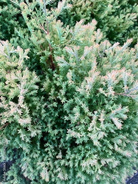 Obraz 針葉樹の葉のアップ