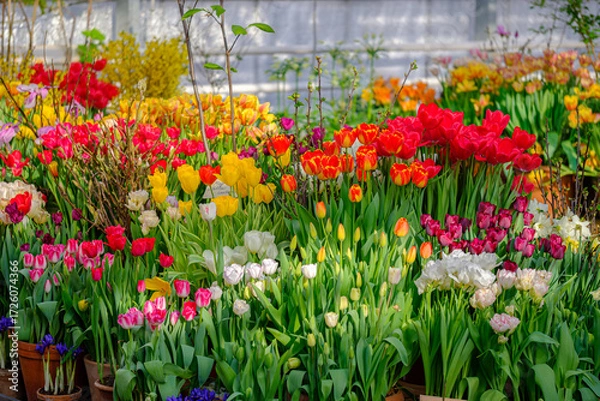 Fototapeta Colorful tulips in full bloom inside a greenhouse, vibrant spring flowers in pots, multicolor tulip blossoms garden display, floral background for nature, gardening and spring season concept