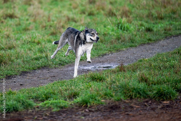 Fototapeta 2024-11-26 A GREY AND WHITE OLDER DOG RUNNING ACROSS A OPEN FIELD WITH THREE LEGS OFF THE GROUND AT THE OFF LEASH DOG AREA AT MARYMOOR PARK IN REDMOND WASHINGTON
