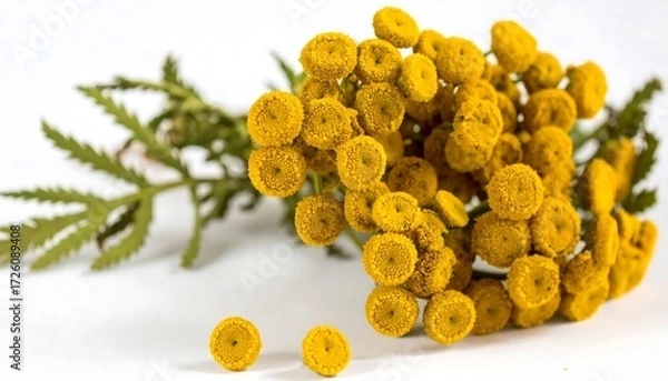 Fototapeta Tansy flower cluster with fern-like foliage on a white surface under bright, neutral light