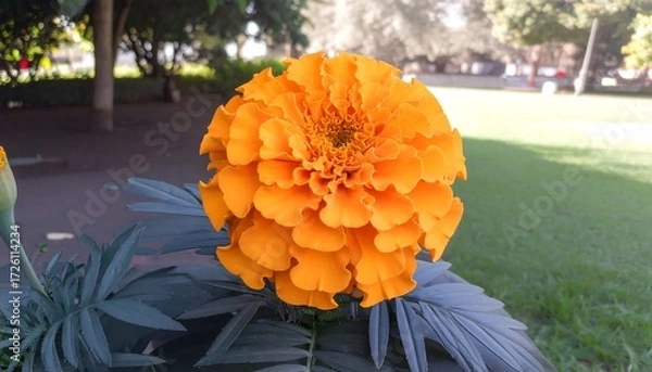 Fototapeta Vibrant orange flower with layered petals in a garden setting on a bright day