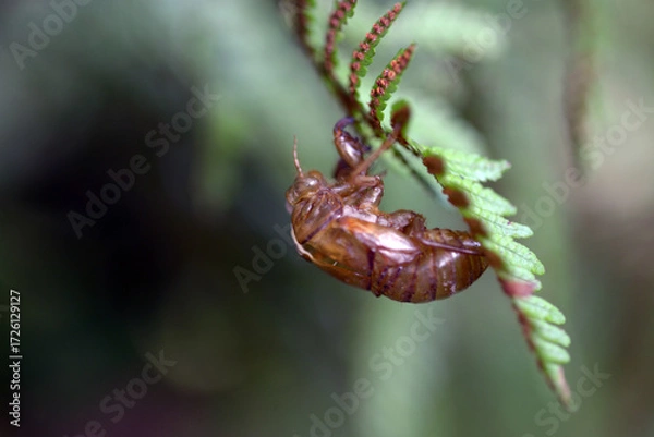Fototapeta セミの抜け殻