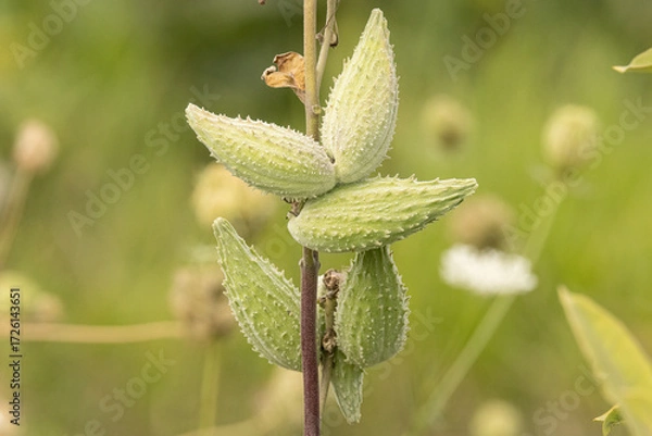 Obraz Common Milkweed (Asclepias syriaca) Seed Pods Growing on Stem in Natural Habitat