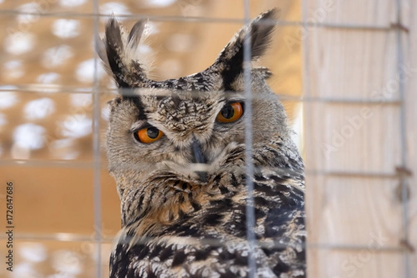 Obraz Eurasian Eagle-Owl (Bubo bubo) Close-Up Behind Enclosure Fence