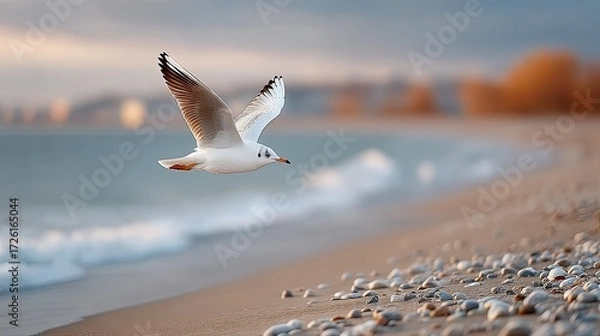 Fototapeta Seagull Soaring Above Sandy Beach in Cinematic HDR with Cityscape Backdrop at Dusk Detailed Plumage and Soft Warm Light