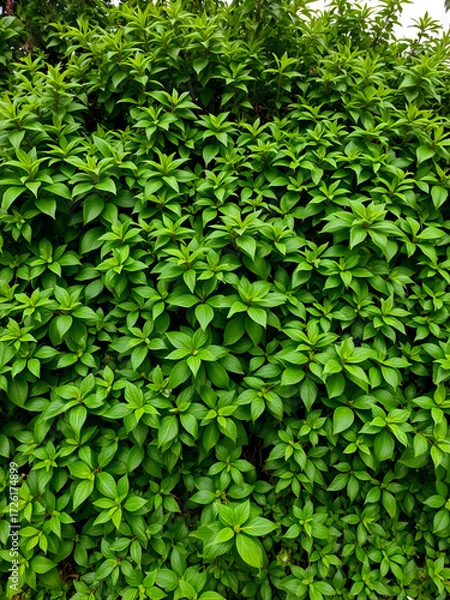 Fototapeta Lush green foliage dense shrubbery diverse plant life plants nature, Isolated On Png Transparent Background