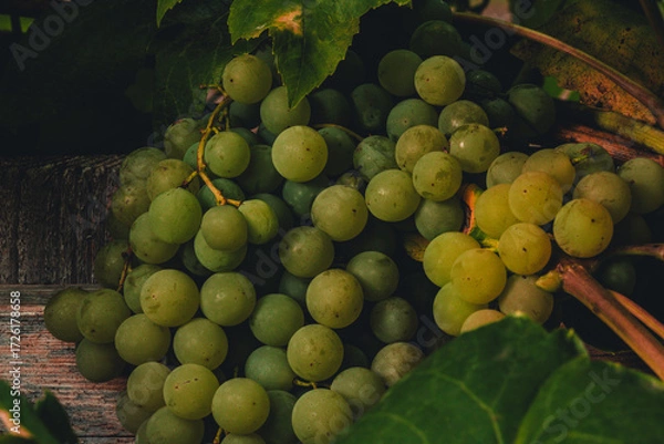 Obraz grapes in the vineyard