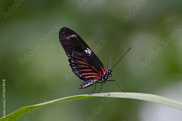 Obraz Butterfly 2022-7
Postman Butterfly - Common Longwing
(Heliconius Erato Emma)