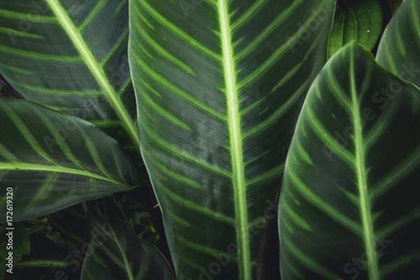 Fototapeta Green leaf background in a refreshing forest
