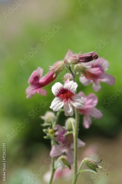 Obraz カイケイジオウ