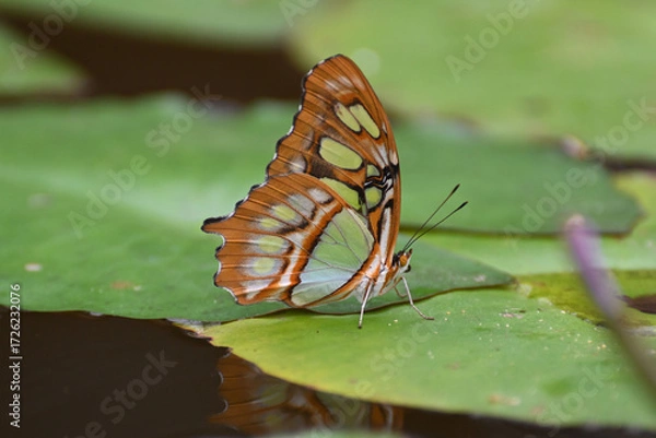 Obraz Butterfly 2022-15
Malachite Butterfly (Siproeta stelenes)