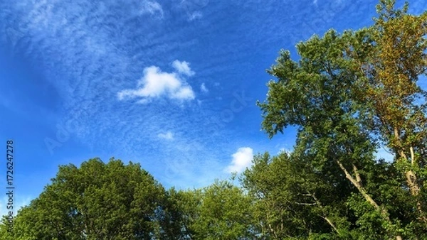 Fototapeta Wide blue sky with scattered white clouds above green treetops, serene natural landscape background with copy space for hero banners