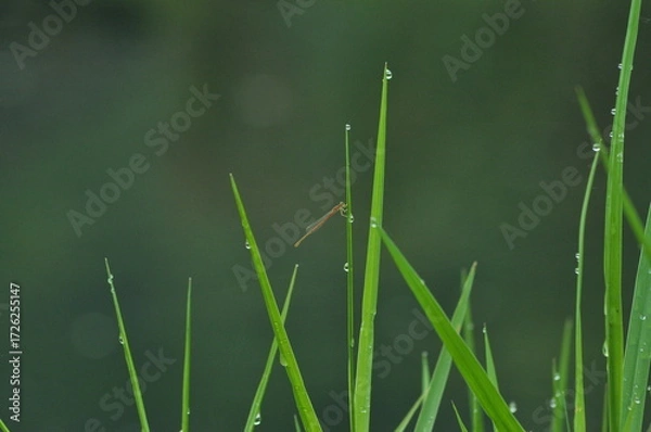 Obraz damselfly in the grass