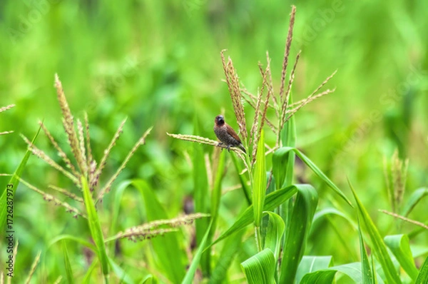 Obraz bird on corn flowers