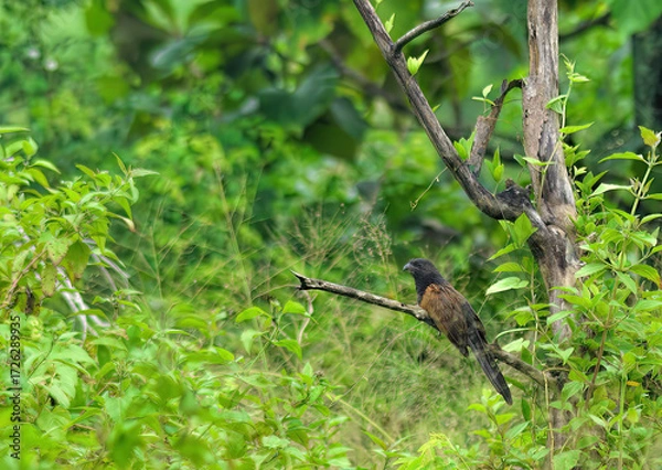 Obraz bird on a branch