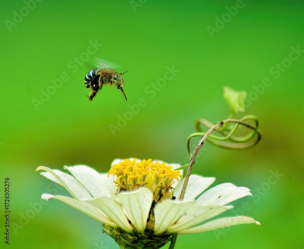 Obraz bee on a flower