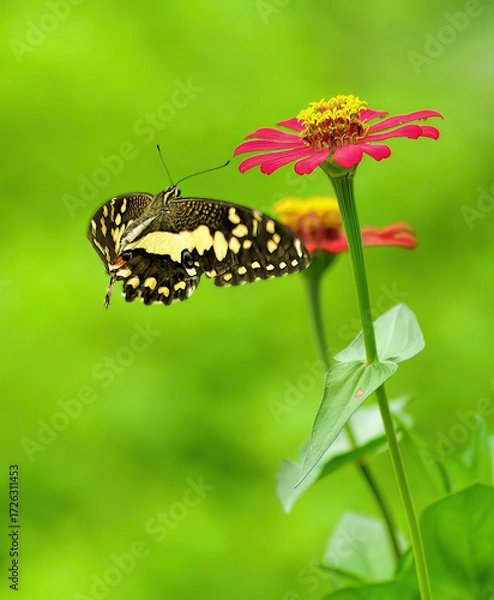 Obraz butterfly on a flower