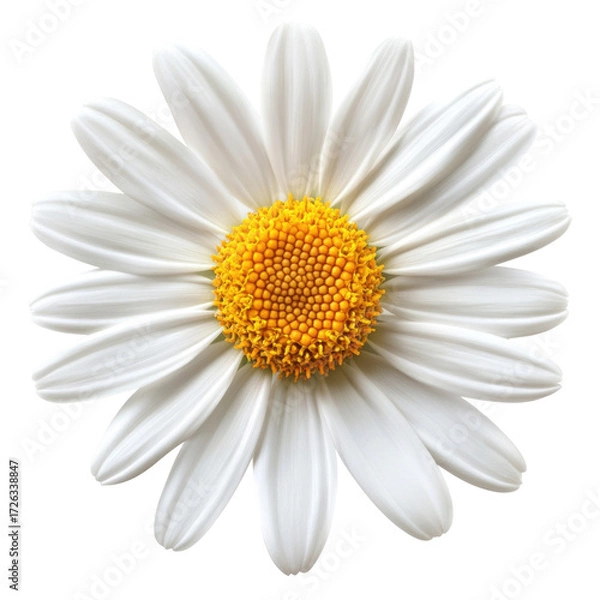 Obraz daisy isolated on white background
