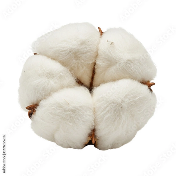 Fototapeta The cotton boxes are arranged in a round shape on a transparent background isolate