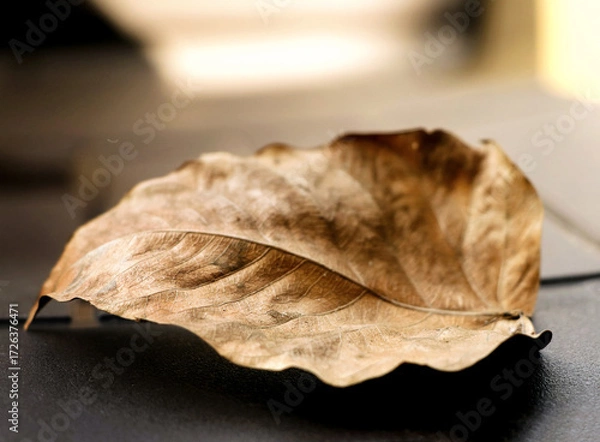 Fototapeta Close-Up of a Dry Brown Leaf on Light Surface