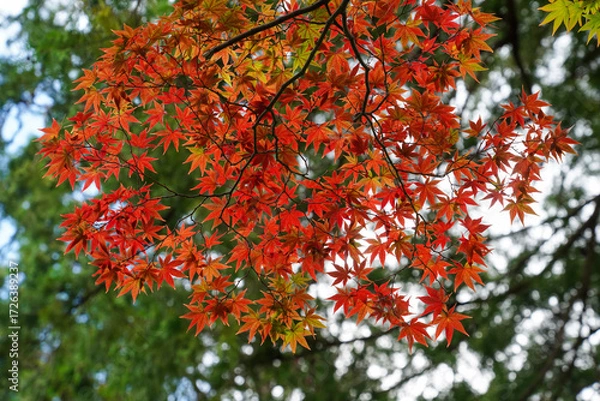 Fototapeta 赤く色づいた楓の紅葉