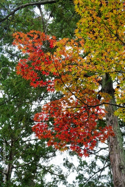Fototapeta 赤く色づいた楓の紅葉