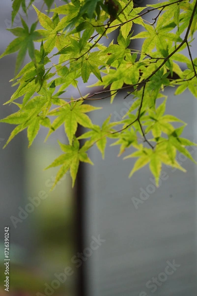 Fototapeta 楓の緑に覆われる京都の寺院の庭園