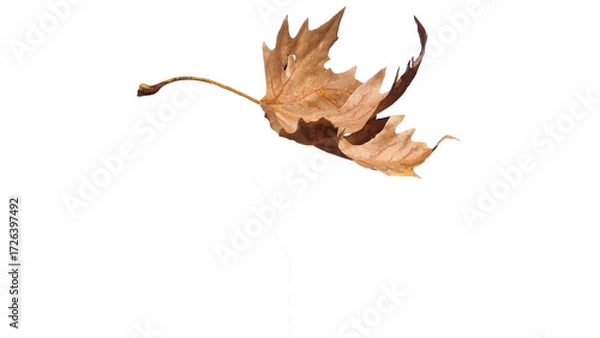 Fototapeta leaf falling travelling cut out in autumn