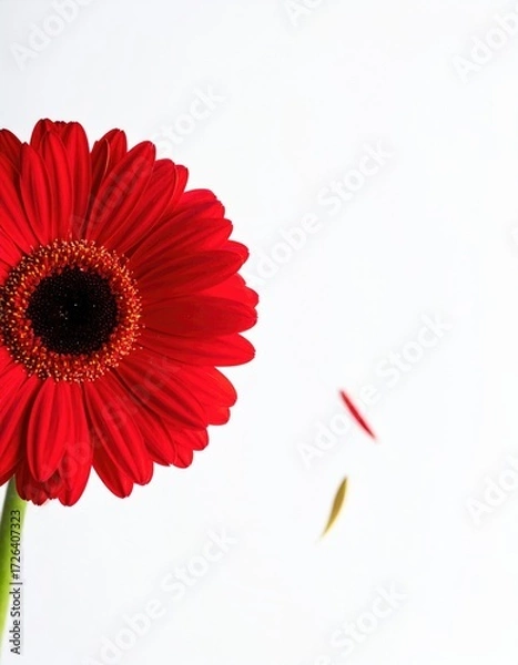 Fototapeta Close-up of a vibrant red gerbera daisy with scattered petals