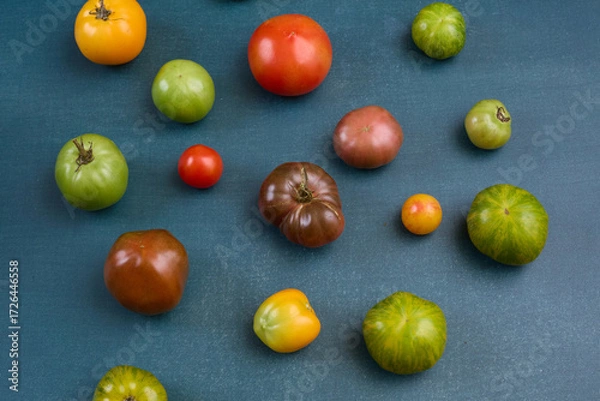 Fototapeta Scattered assorted heirloom tomatoes on blue background
