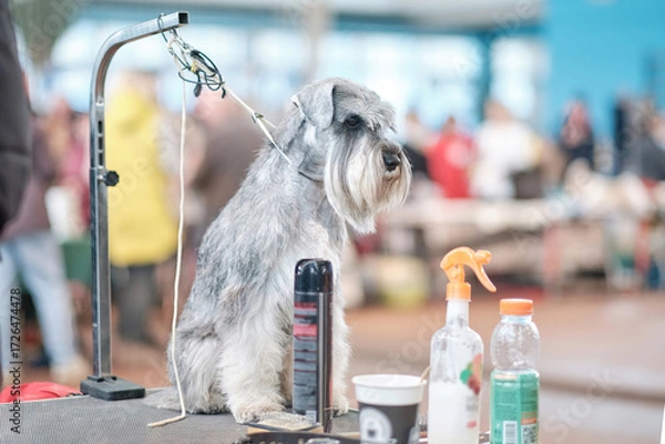 Fototapeta Miniature schnauzer on the grooming table during preparation for the dog show
