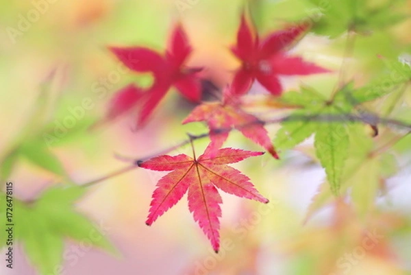 Fototapeta 緑の中の紅葉