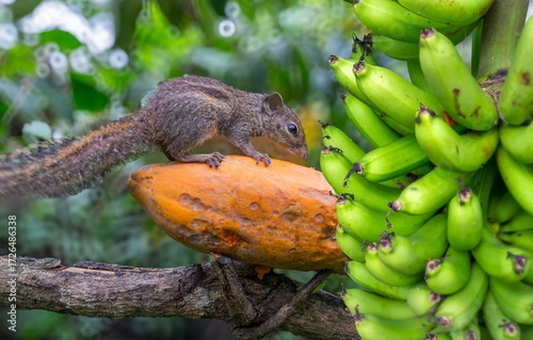 Obraz Cute squirrel is eating a ripe papaya in a forest in northeastern Thailand.