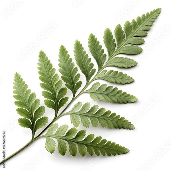 Fototapeta Bird’s Foot Fern Leaf Distinctive Green Frond with Radiating Fingerlike Leaflets Resembling a Bird’s Foot and Elegant Botanical Form Highlighting Natural Beauty on White Background Still Life