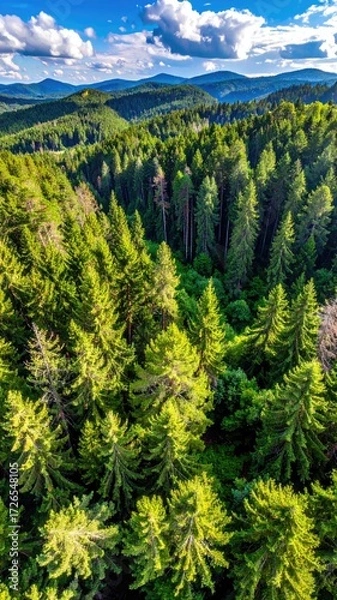 Obraz High-angle view of a lush forest with rolling hills in the background