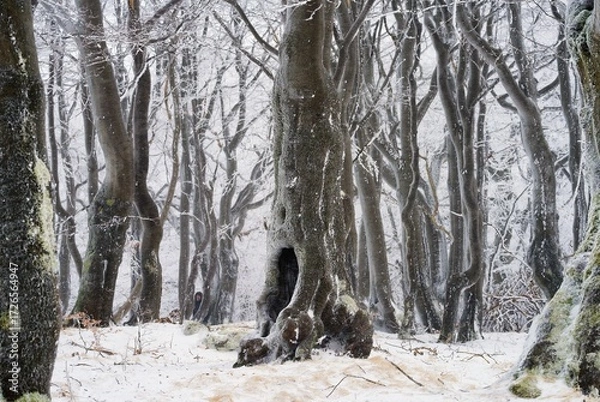 Obraz Twisted snowy beeches. Beech wood in winter. Bournak, Ore Mountains, Czech Republic.	