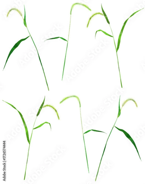 Fototapeta 猫じゃらしのイラスト素材　ベクター