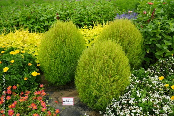 Fototapeta コキア