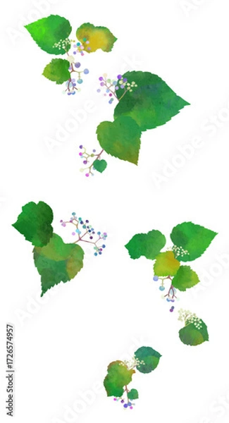 Fototapeta ノブドウのイラスト素材　アレンジ自由自在　ベクター