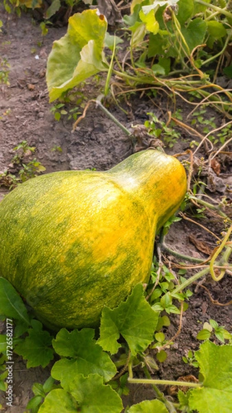 Fototapeta Green and yellow pumpkin with green leaves on a field in summer