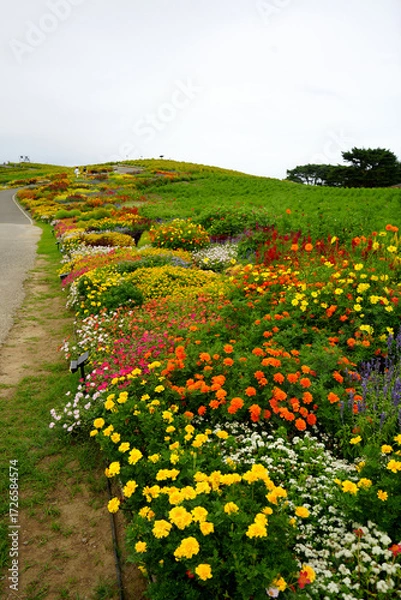 Fototapeta みはらしの丘