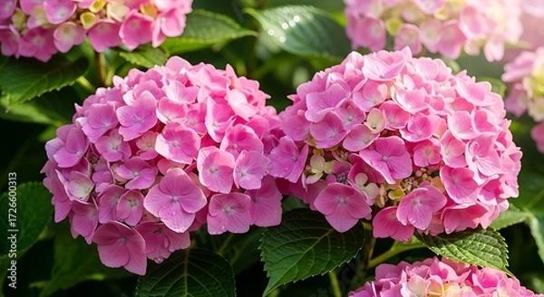 Obraz Beautiful Pink Hydrangeas in Bloom.