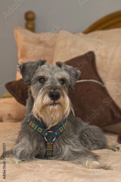 Obraz Pampered Miniature Schnauzer Dog