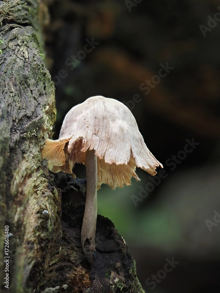 Fototapeta Fungal colonies growing wild on rotting tree trunks.